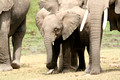 Amboseli National Park, Kenya