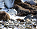 Arctic Fox, Wapusk National Park, Canada