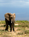 Amboseli National Park, Kenya