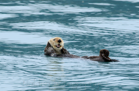 Kenia Fjords National Park, Alaska