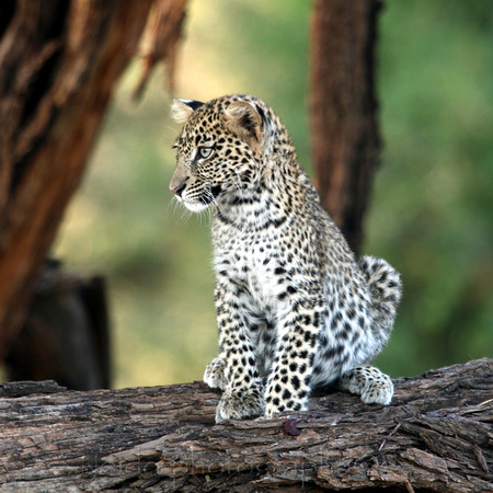 Leopard Cub