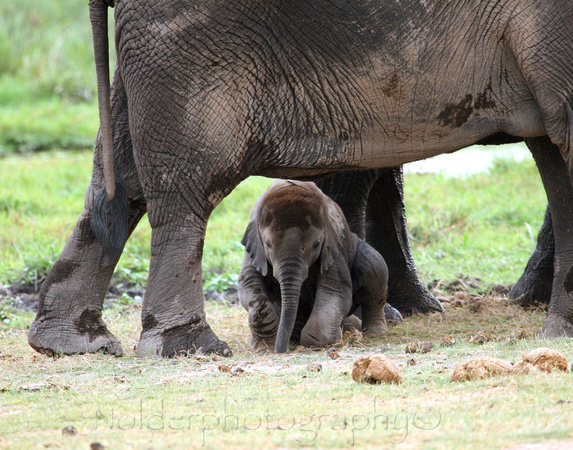 Amboseli National Park, Kenya