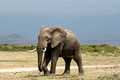 Amboseli National Park, Kenya