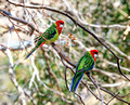 Eastern Rosella, Tasmania