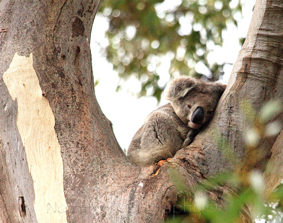 Kangaroo Island, Australia