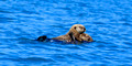 Kenia Fjords National Park, Alaska