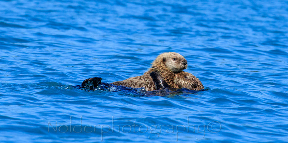 Kenia Fjords National Park, Alaska