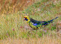 Green Rosella, Tasmania