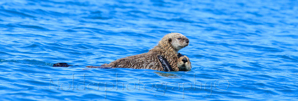 Kenia Fjords National Park, Alaska