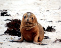 Kangaroo Island, Australia