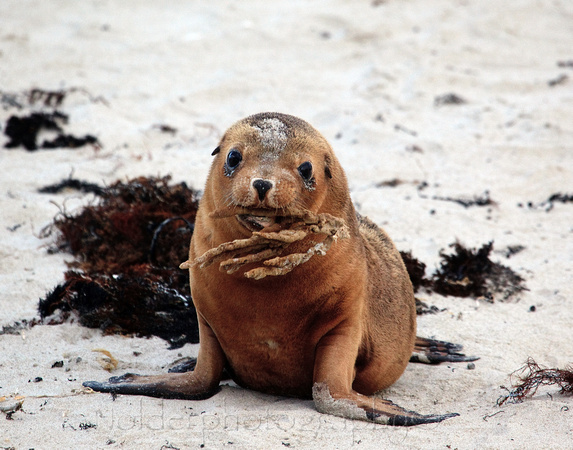 Kangaroo Island, Australia