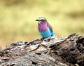 Liliac Breasted Roller