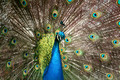 Peacock III