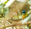 Blue Crowned Motmot,  Costa Rica
