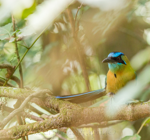 Blue Crowned Motmot,  Costa Rica