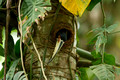 Collared Aracari, Costa Rica
