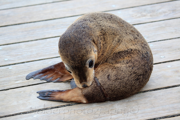 Kangaroo Island, Australia