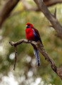 Crimson Rosella, Australia