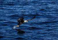 EAGLES