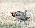 Greater Prairie Chicken, Sandhills of Nebraska