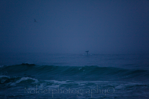 Dolphin , San Diego