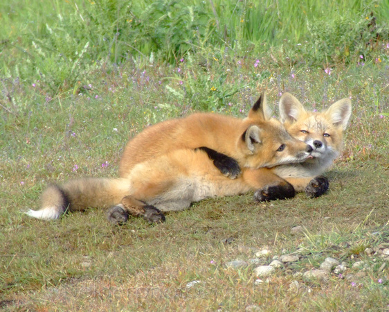 Fox Kits at play