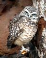 Burrowing Owl