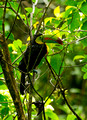 Keel-Billed Toucan, Costa Rica