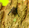 White-lined Bat, Panama