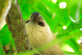 Two-toed Sloth, Panama