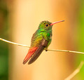 Rufous-tailed hummingbird, Panama