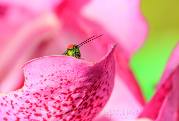 Grasshopper, Panama