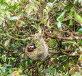 Three-toed Sloth, Panama