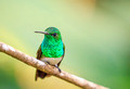 Snowy-Bellied Hummingbird, Panama