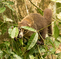 OTHER MAMMALS