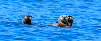 SEA OTTERS