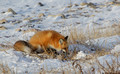 Red Fox, Wapusk National Park, Canada