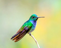 Blue-chested Hummingbird, Panama