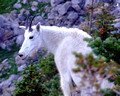 Mountain Goat, Glacier National Park, Montana