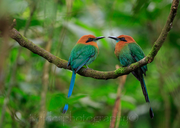 Broad-billed Motmot,  Anton Valley, Panama