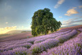 Bridestowe Lavender Estate, Tasmania