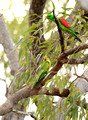 Red Winged Parrots, Australia