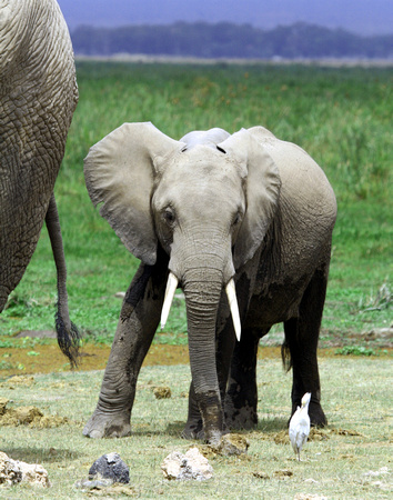 Baby Elephant