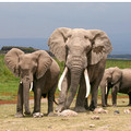 Elephants , Amboseli National Park, Kenya