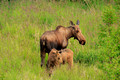 Moose, Potter Marsh Wildlife Area, Alaska