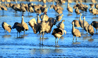 SANDHILL CRANES
