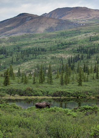 Denali National Park, Alaska