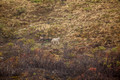 Denali, National Park, Alaska