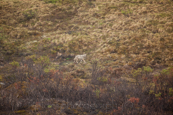 Denali, National Park, Alaska