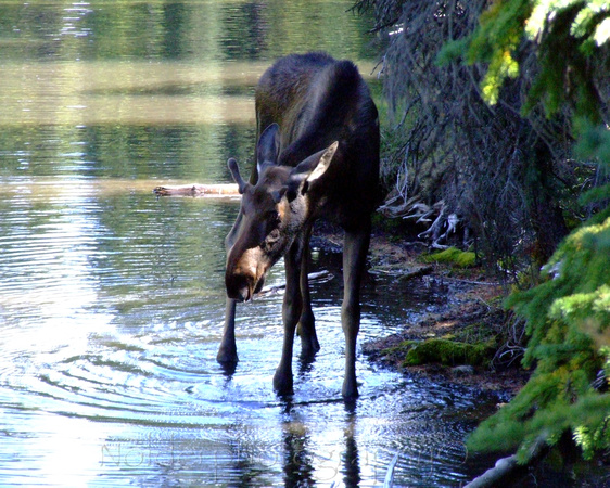Jasper, Canada